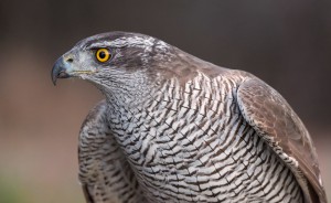 Northern-Goshawk_3114-1024x631